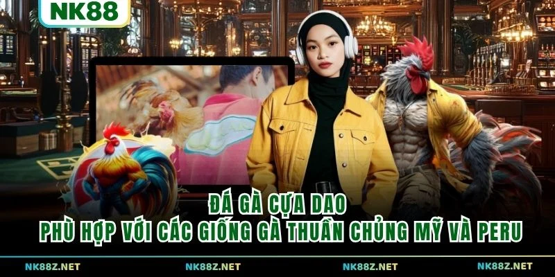 Đá gà cựa dao phù hợp với các giống gà thuần chủng Mỹ và Peru