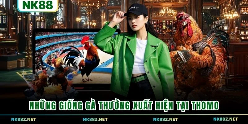 Những giống gà thường xuất hiện tại Thomo